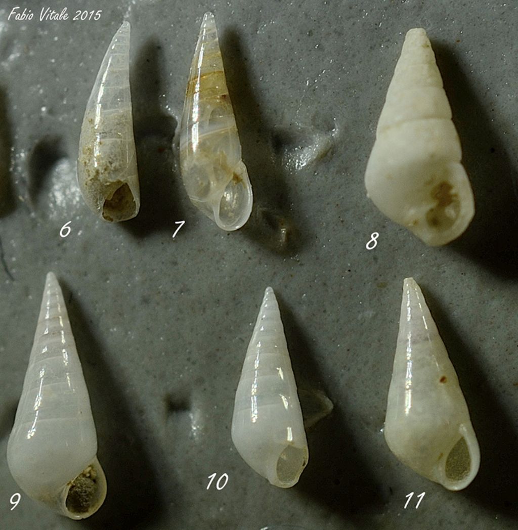 Gasteropodi da determinare